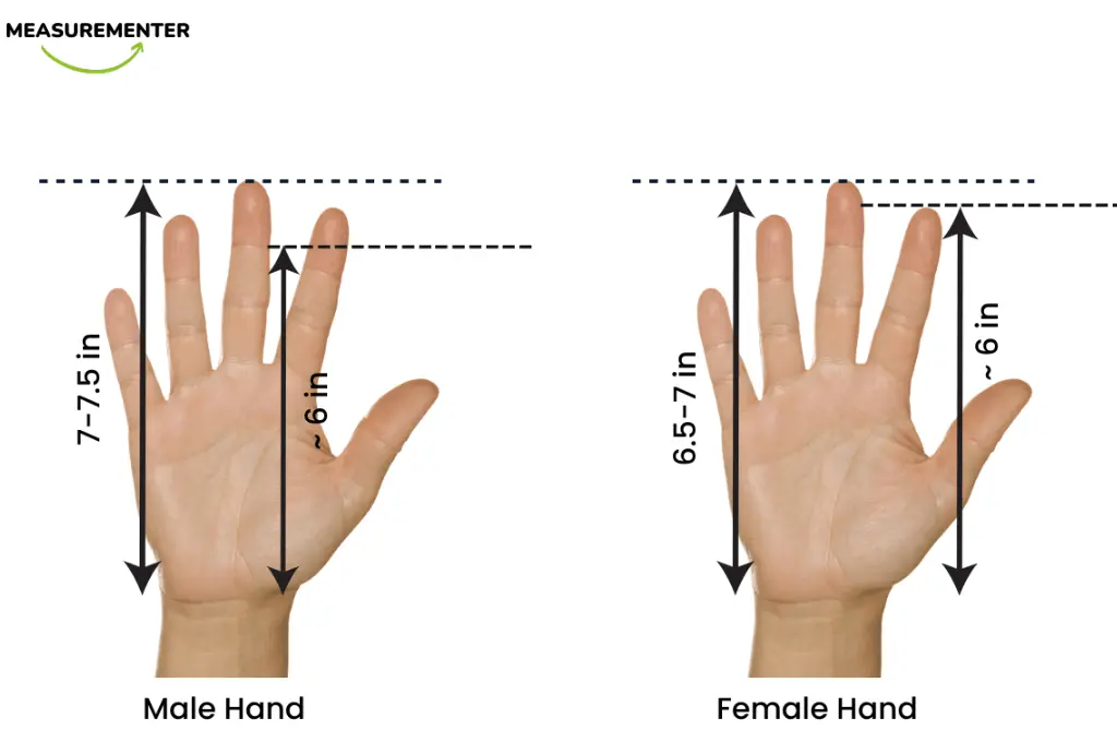 Male and Female Hand Size in inches