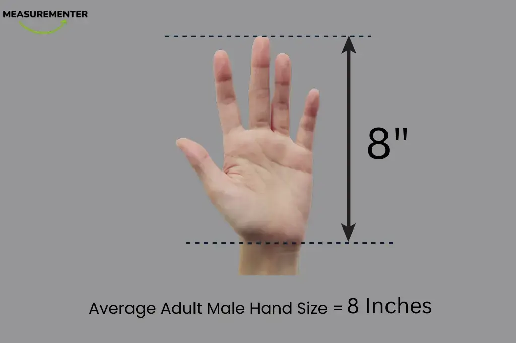 Adult Male Hand length is 8 inches